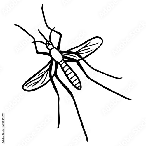 mosquito line vector illustration © A 5