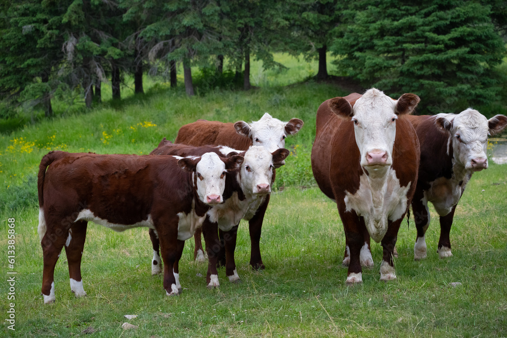 herd of hereford cows in green grassy pasture on agricultural farm brown and white cows with white faces looking at camera in the countryside horizontal format room for type beef industry background herd of hereford cows in green grassy pasture on agricultural farm brown and white cows with white faces looking at camera in the countryside horizontal format room for type beef industry background