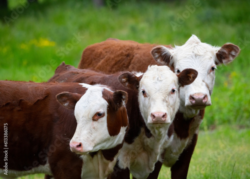 Fotografie close up of three young hereford brown cows with  white faces looking at camera