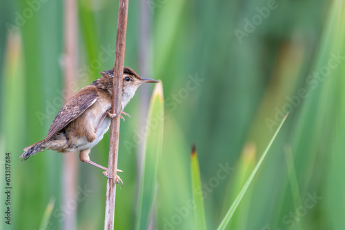 Marsh wren perched on a cattail with blurred out green cattail leaves in the background.
