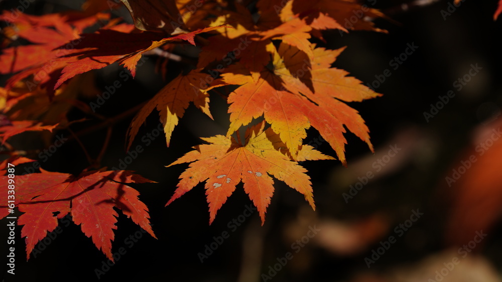 Beautiful autumn leaves in Jirisan National Park in South Korea Beautiful autumn leaves in Jirisan National Park in South Korea