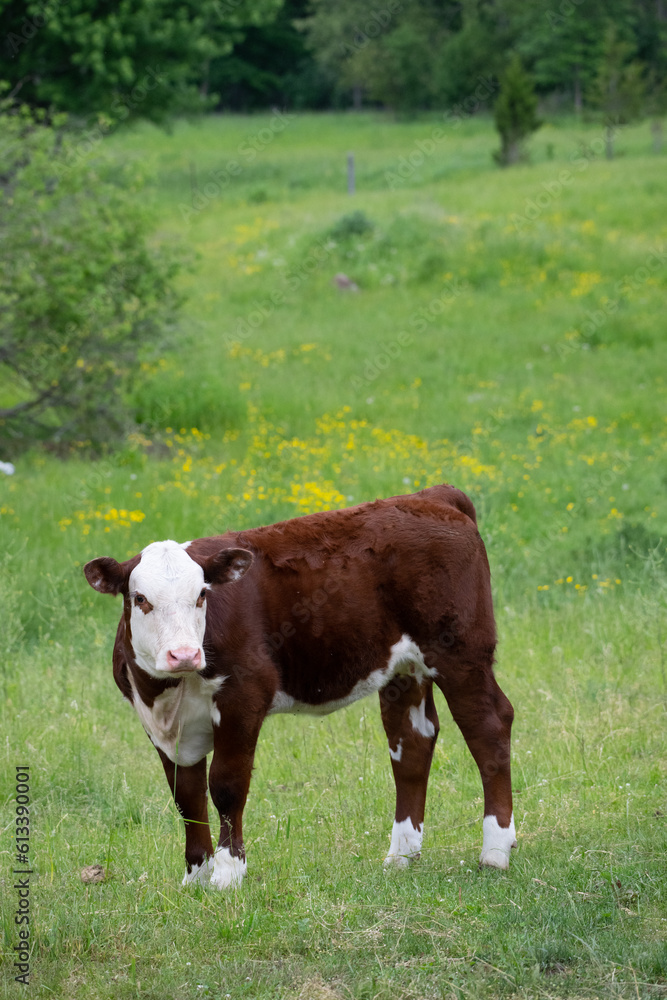 one single young hereford cow brown and white standing in pasture field ...