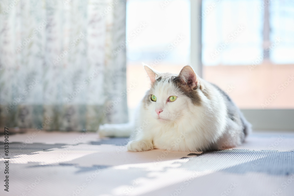 家の窓の前に座っている白猫