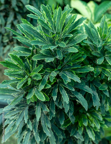 Dizygotheca elegantissima, also known as schefflera or aralia elegantissima plant closeup photo