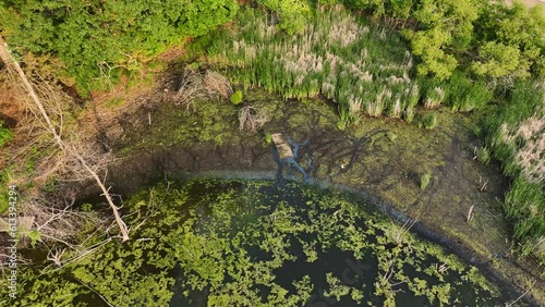 A slow descend over some aquatic marsh plants. photo