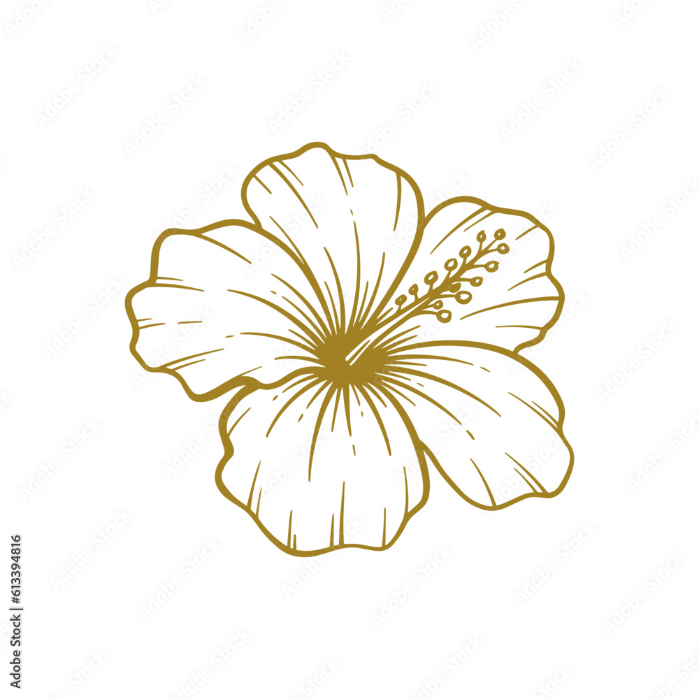 Hand drawn hibiscus flower. Hibiscus flower line art vector illustration