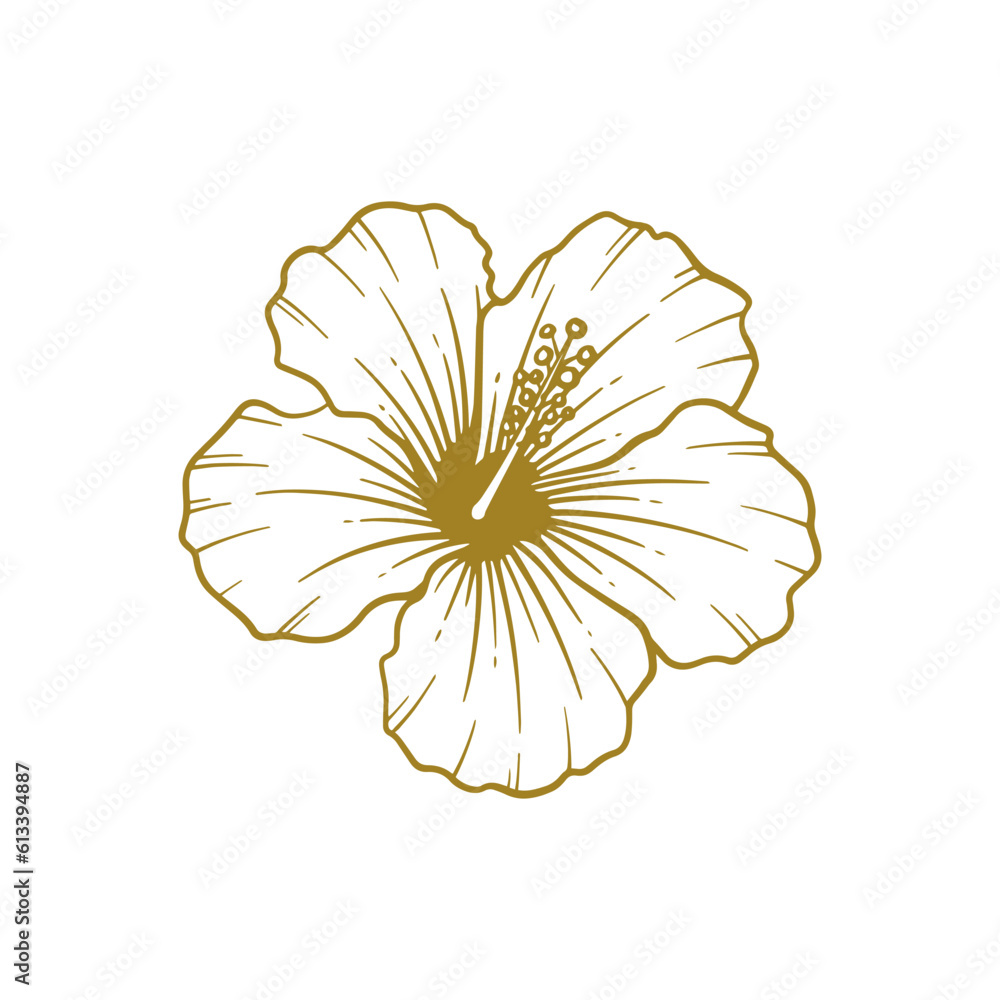 Hand drawn hibiscus flower. Hibiscus flower line art vector illustration Hand drawn hibiscus flower. Hibiscus flower line art vector illustration