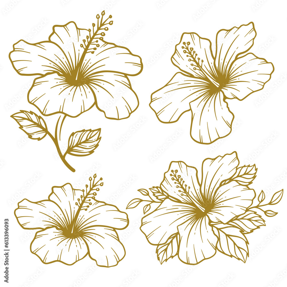 Set of hand drawn hibiscus flower illustration. Hibiscus flower line ...