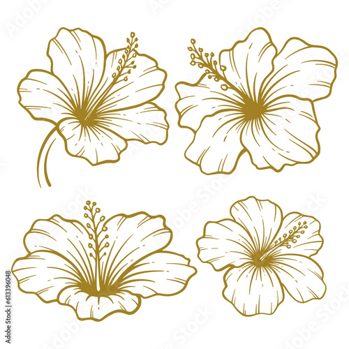 Set of hand drawn hibiscus flower illustration. Hibiscus flower line art collection