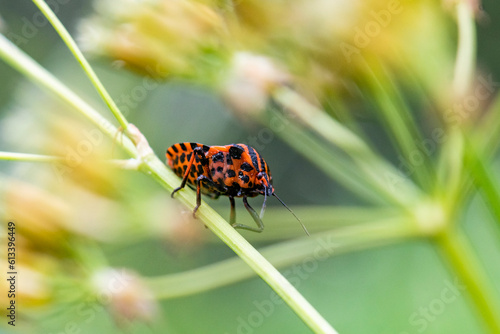 Strojnica włoska zwana baldaszkówką, czyli Graphosoma italicum. Pluskwiak chętnie zasiedlający ogrody łąki, leśne ubocza