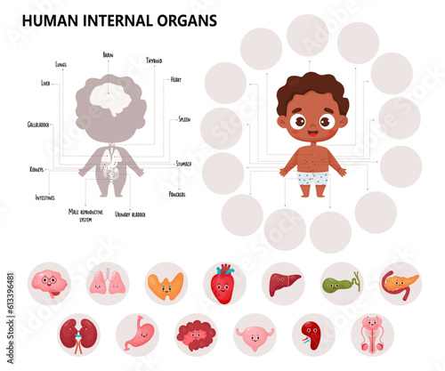 Anatomy human body. Infographics with cute black ethnic boy. Visual scheme internal male organs cartoon characters, names and locations. Educational Vector illustration. Medical horizontal kids poster