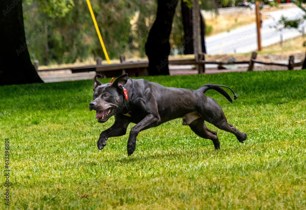 A pitbull dog playing in the park in the greater sf bay area