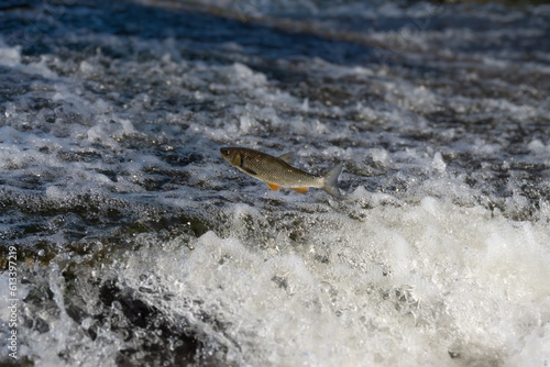 Fish leaping out of fast flowing water in river. Iberian chub trying to get over weir.