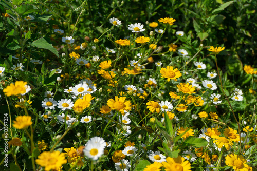 Corn marigold and chamomile wildflowers growing in meadow in summer. Flora in Portugal. photo