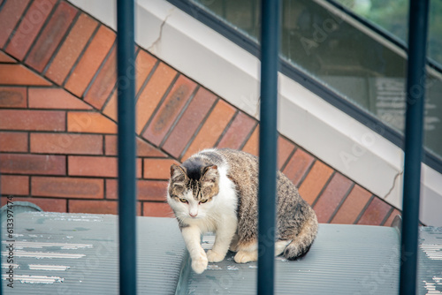 Cat and fences