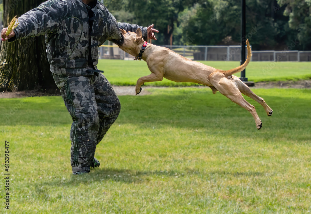 Naklejka premium A Pitbull going through bite training for protection
