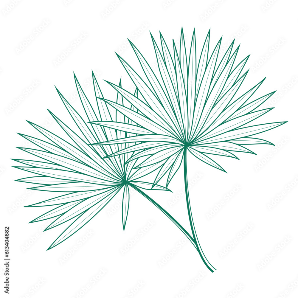 Fototapeta premium Saribus rotundifolius palm leaf vector design template