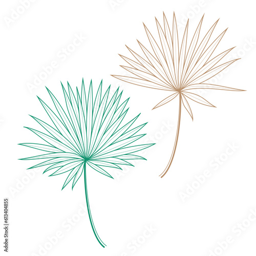 Saribus rotundifolius palm leaf vector design template