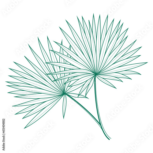 Saribus rotundifolius palm leaf vector design template