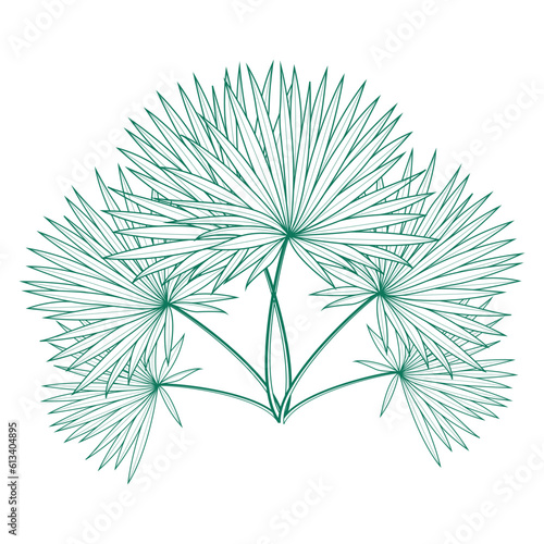 Saribus rotundifolius palm leaf vector design template