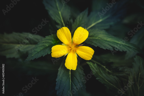 yellow flower on black background