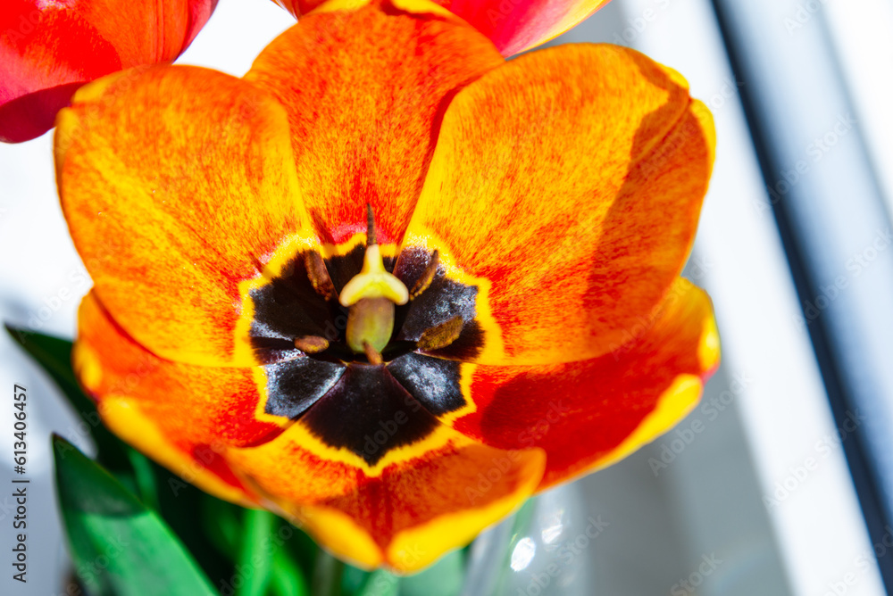 Red yellow tulips on a white windowsill,closeup. Red yellow tulips on a white windowsill,closeup.