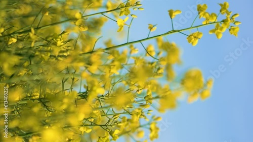 Yellow rapeseed field with blooming canola flowers swaying at gentle wind vertical orientation. Work in agronomic farm for business and production organic food photo