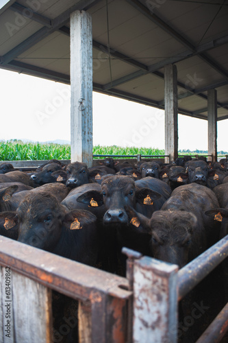 Photography italian mediterranean buffalo breed farm specializing in the production of buffala mozzarella cheese of campania region in paes Italy