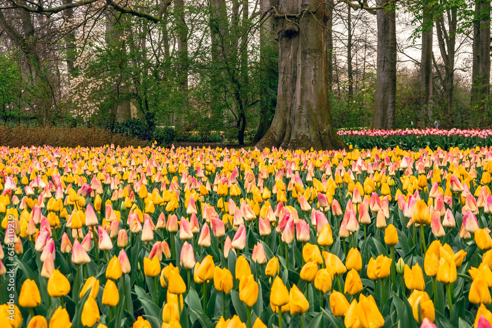 Obraz premium Flower bulbs in the largest spring park in Europe, the Keukenhof in the Netherlands