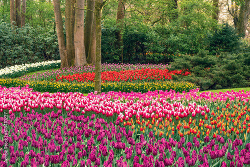 Flower bulbs in the largest spring park in Europe, the Keukenhof in the Netherlands