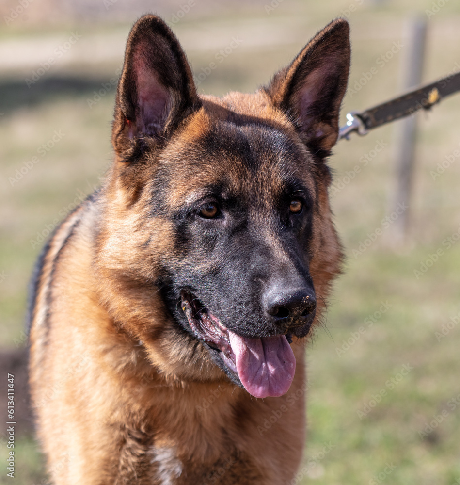 German shepherd dog close up portrait in sunny day