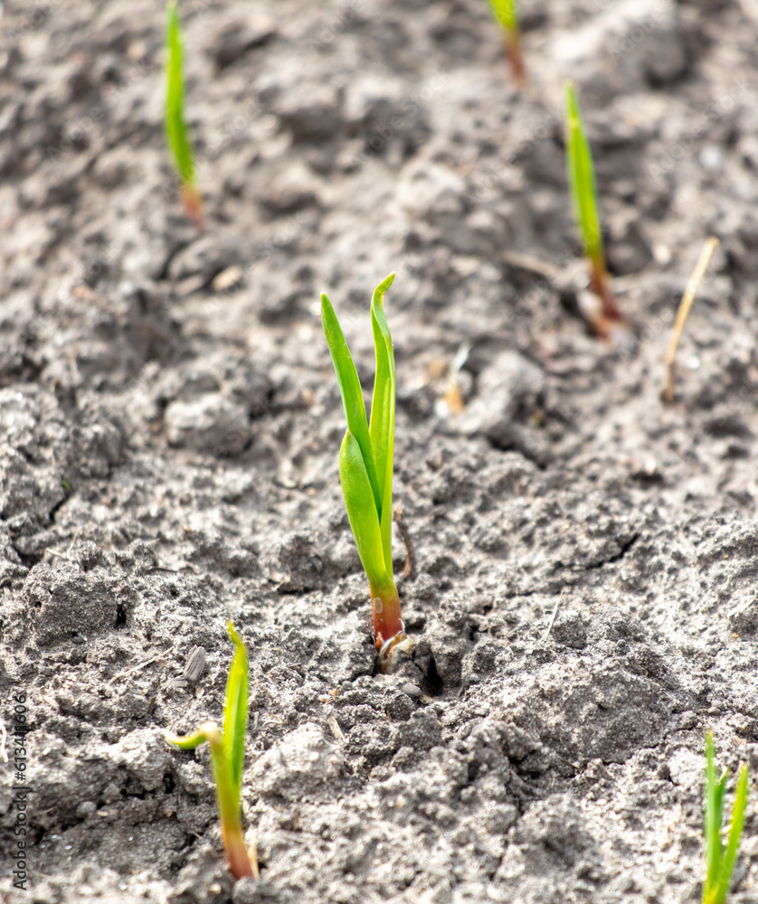 Shoots of garlic on the field in early spring. Close-up Shoots of garlic on the field in early spring. Close-up