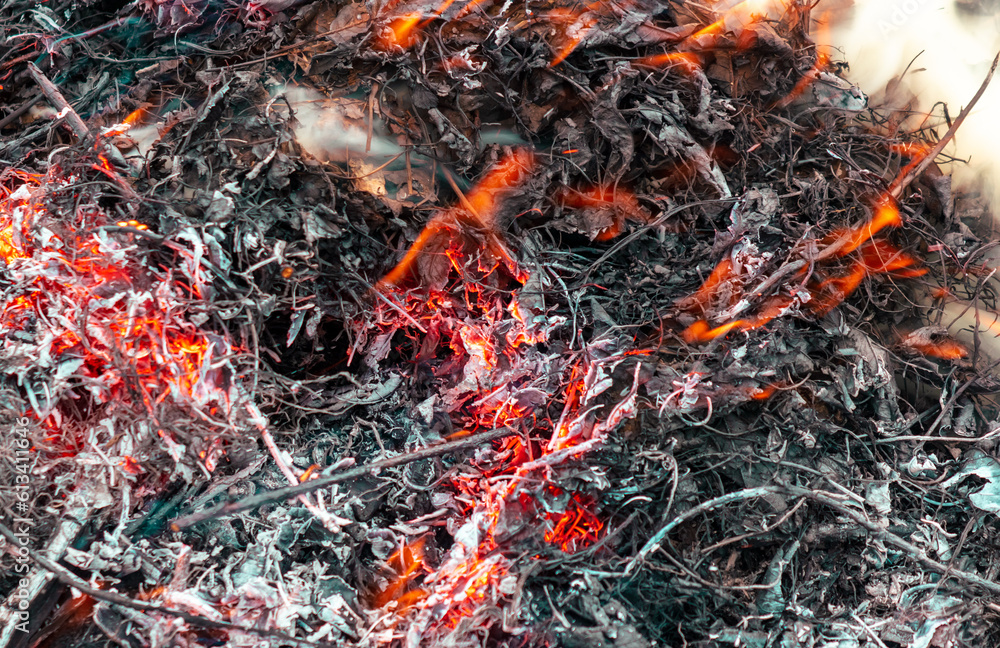 Burning dry branches in the forest, close-up Burning dry branches in the forest, close-up