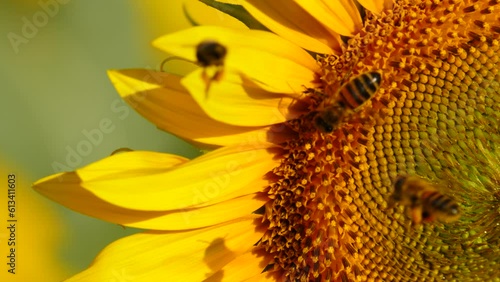 Yellow blooming flower with honey bee. Provence in France. Slow motion