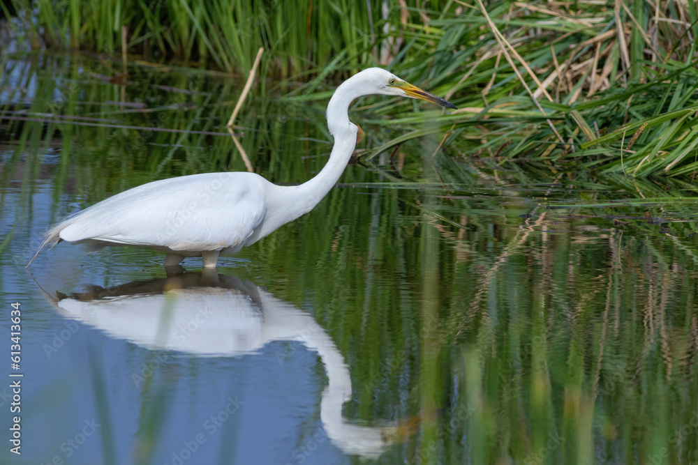 Great egret, Ardea alba. A bird hunts while walking along the river bank Great egret, Ardea alba. A bird hunts while walking along the river bank