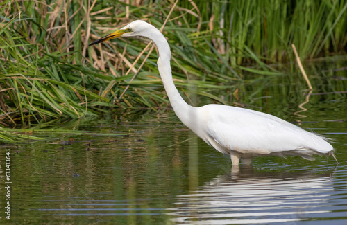 Great egret  Ardea alba. A bird hunts while walking along the river bank