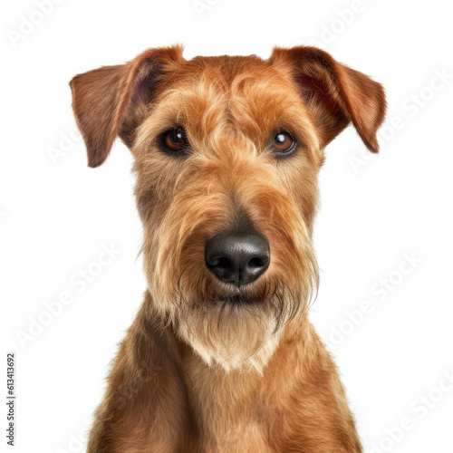 portrait of a irish terrier dog isolated on white background, ai generative.