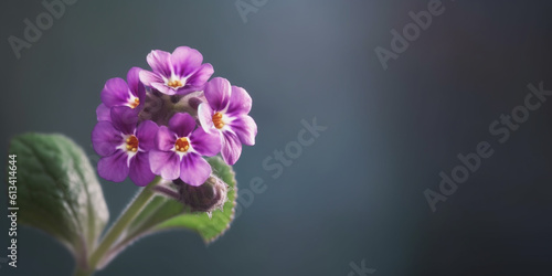 Beauty primula flower, garden decoration, copy space blurred background, Generative AI
