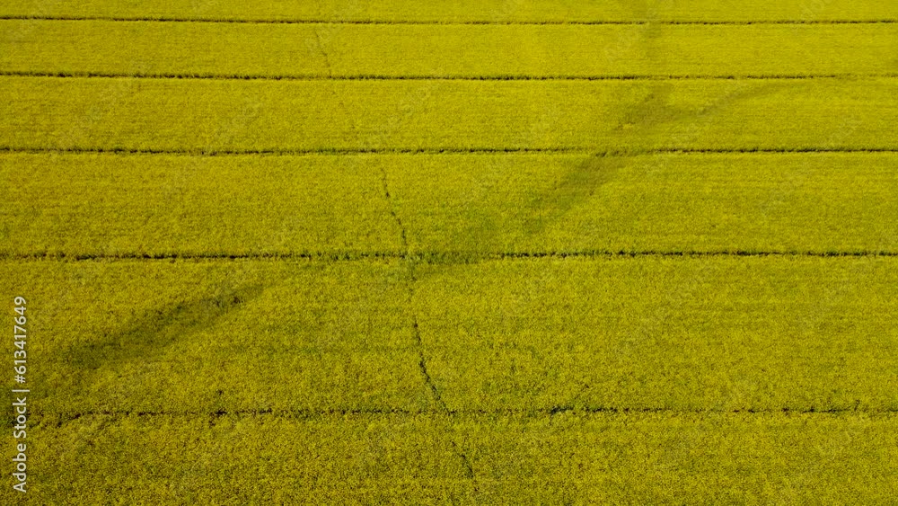 Yellow rapeseed field with blooming canola flowers swaying at gentle wind aerial view. Work in agronomic farm for business and production organic food Yellow rapeseed field with blooming canola flowers swaying at gentle wind aerial view. Work in agronomic farm for business and production organic food