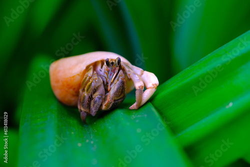 White-shelled hermit crab macro, animal closeup, hermit crab (Coenobita Brevimanus) trying to get off a pandan leaf, Indonesian Hermit Crab