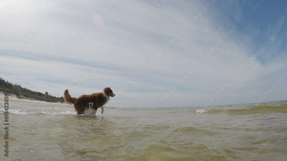 Australian shepherd plays on Baltic Sea beac.h Australian shepherd plays on Baltic Sea beac.h