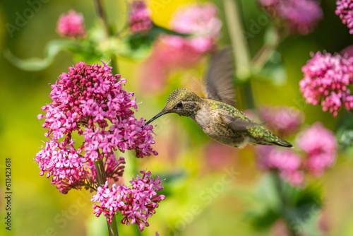 Anna's Hummingbird (Calypte anna) drinks nectar from 
Red Valerian (Centranthus Ruber) flower. 