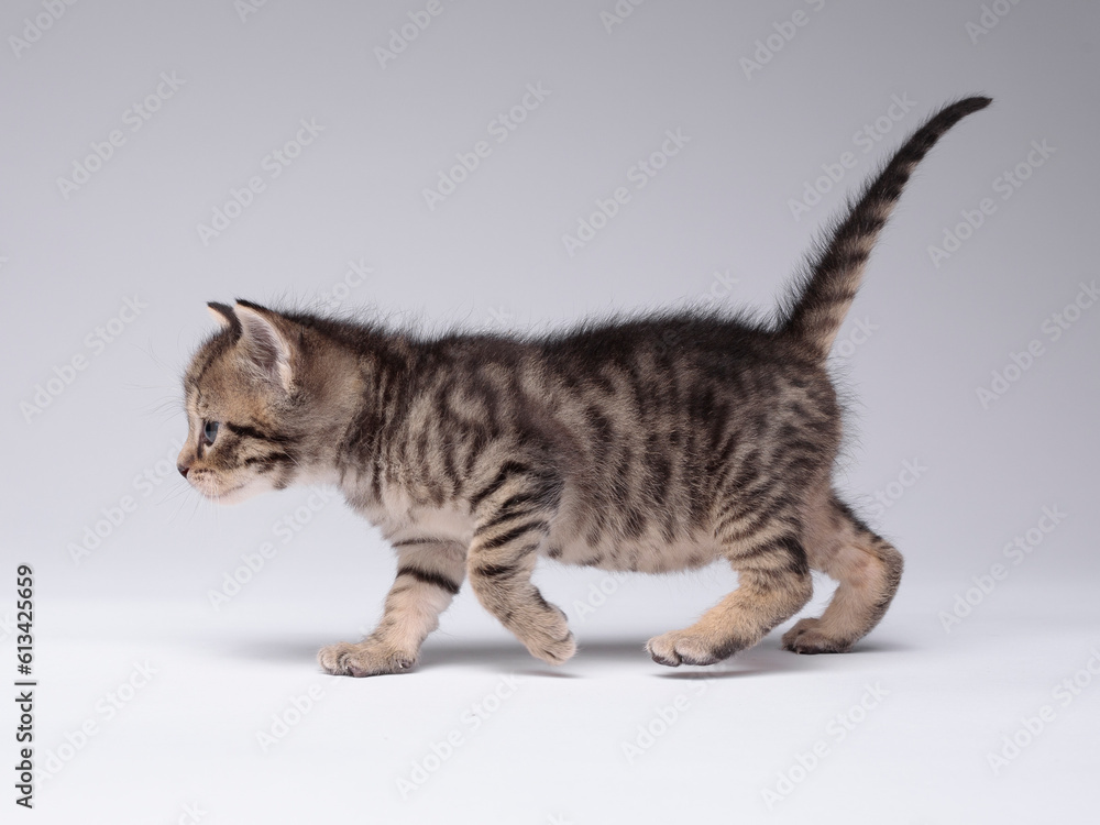 kitten kitten