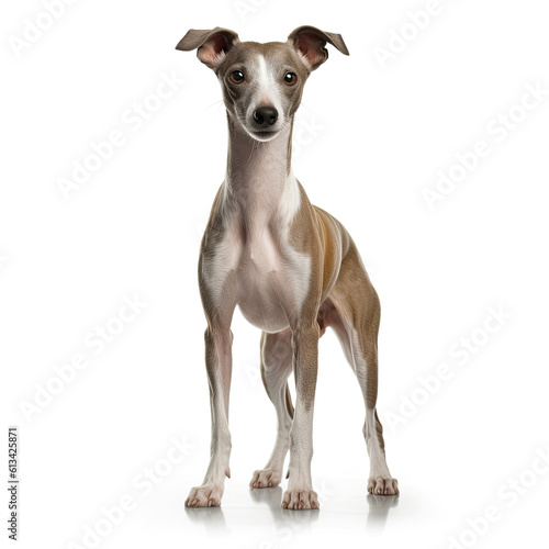 italian greyhound dog isolated on white background, ai generative