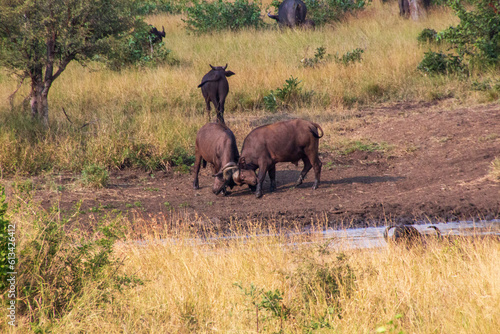 Buffalo Fight  Kruger National Park