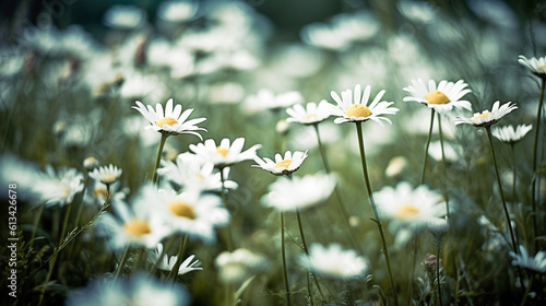 Ai generative. Chamomile flowers field.