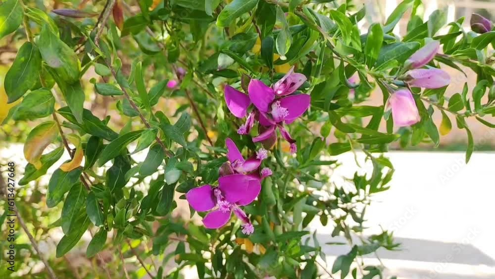Natural beautiful pink flowers on a background of green leaves Natural beautiful pink flowers on a background of green leaves