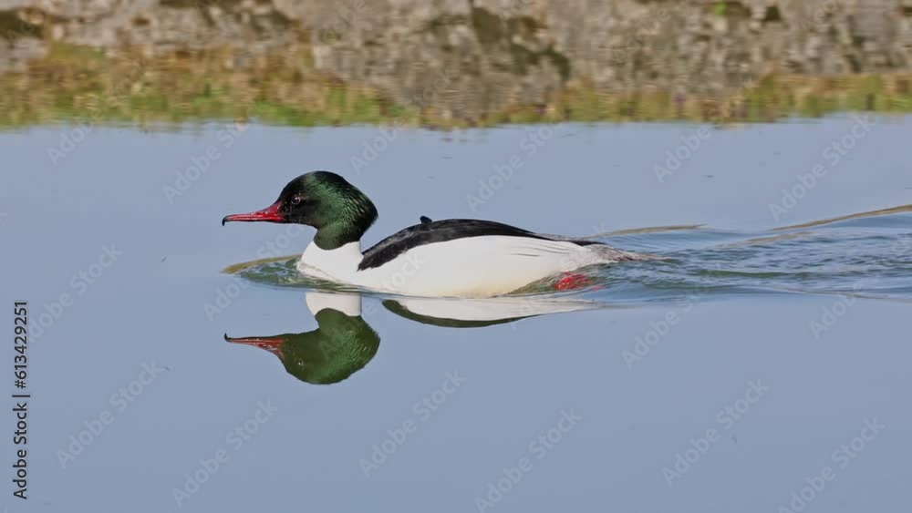 Common Merganser, Goosander, Mergus merganser swimming on the Kleinhesseloher Lake in the English Garden at Munich, Germany Common Merganser, Goosander, Mergus merganser swimming on the Kleinhesseloher Lake in the English Garden at Munich, Germany