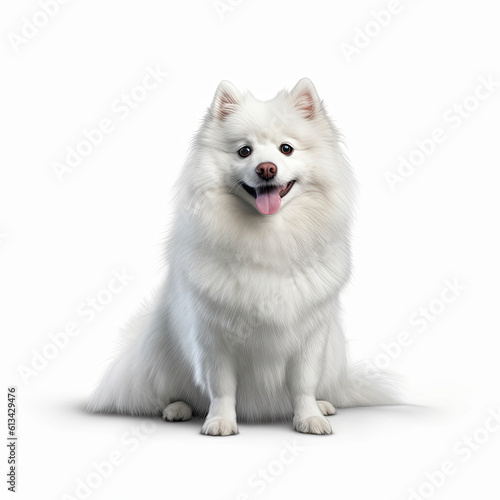 japanese spitz dog isolated on white background, ai generative