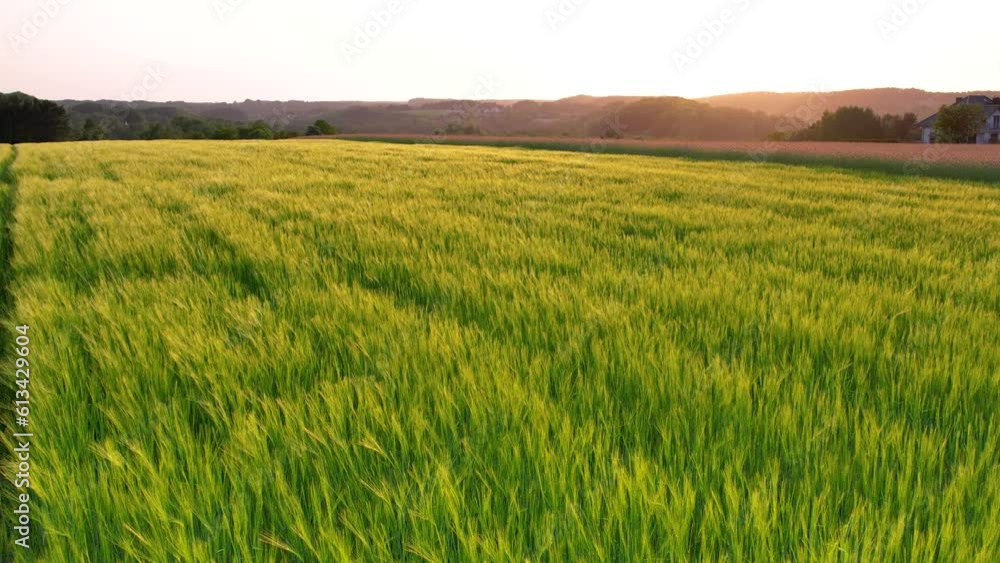 Flying Over The Unripe Green Barley Fields During Sunset In Kielno, Poland. - aerial